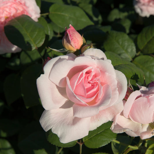 Rosier buisson rose - Bakker