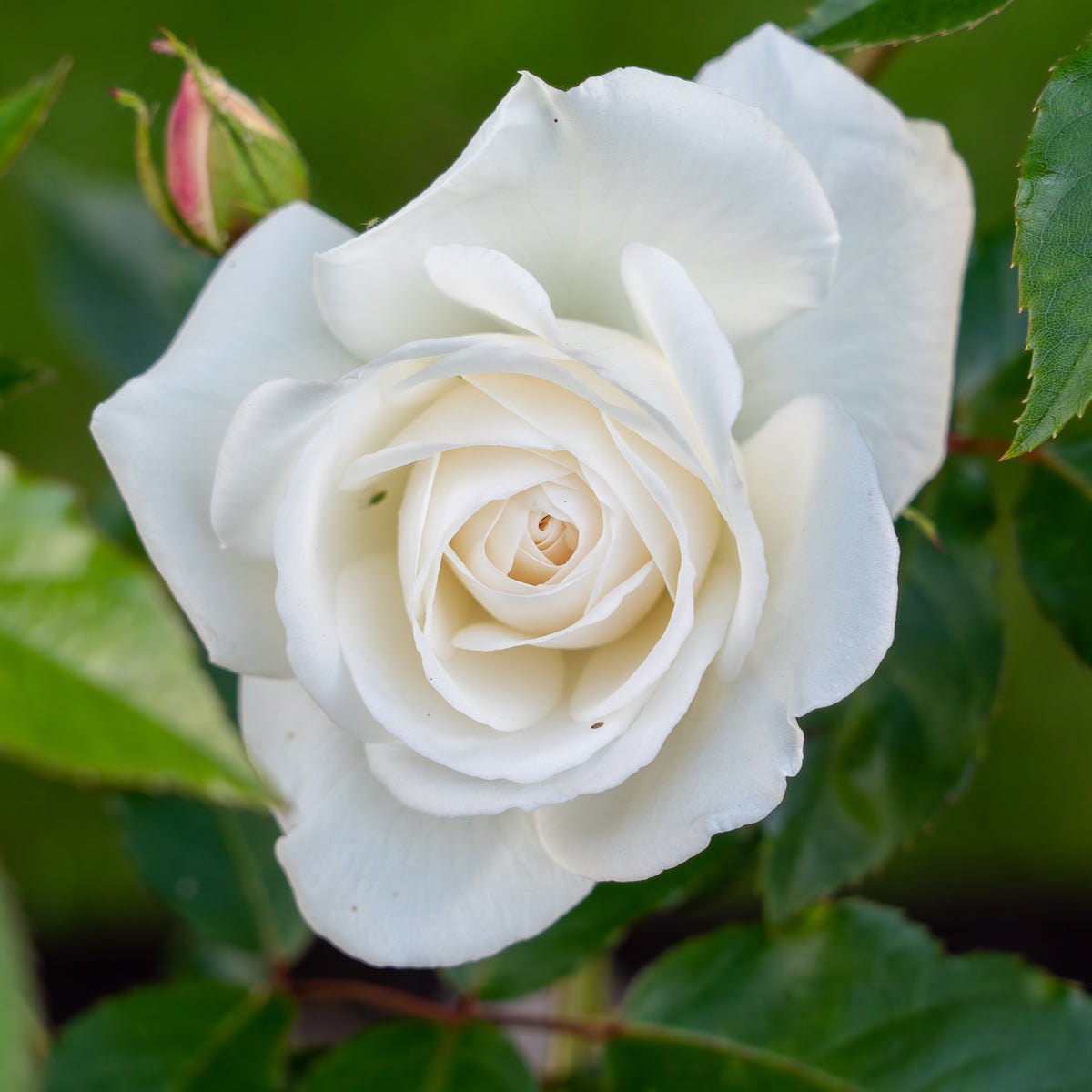 Rosier buisson blanc - Bakker