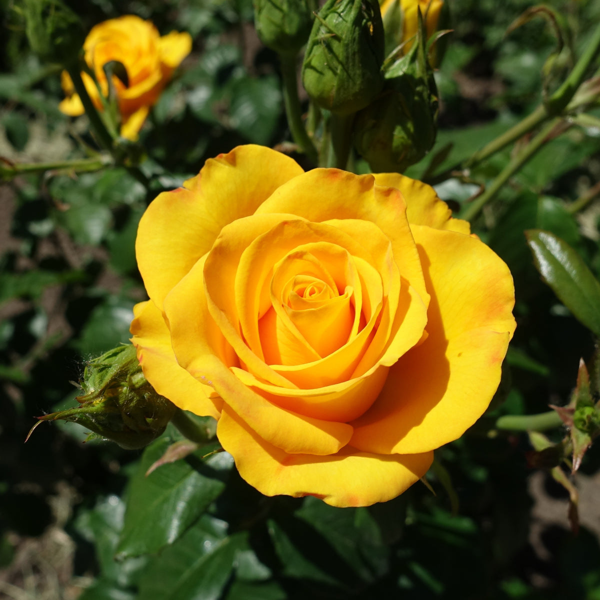 Rosier buisson jaune - Bakker