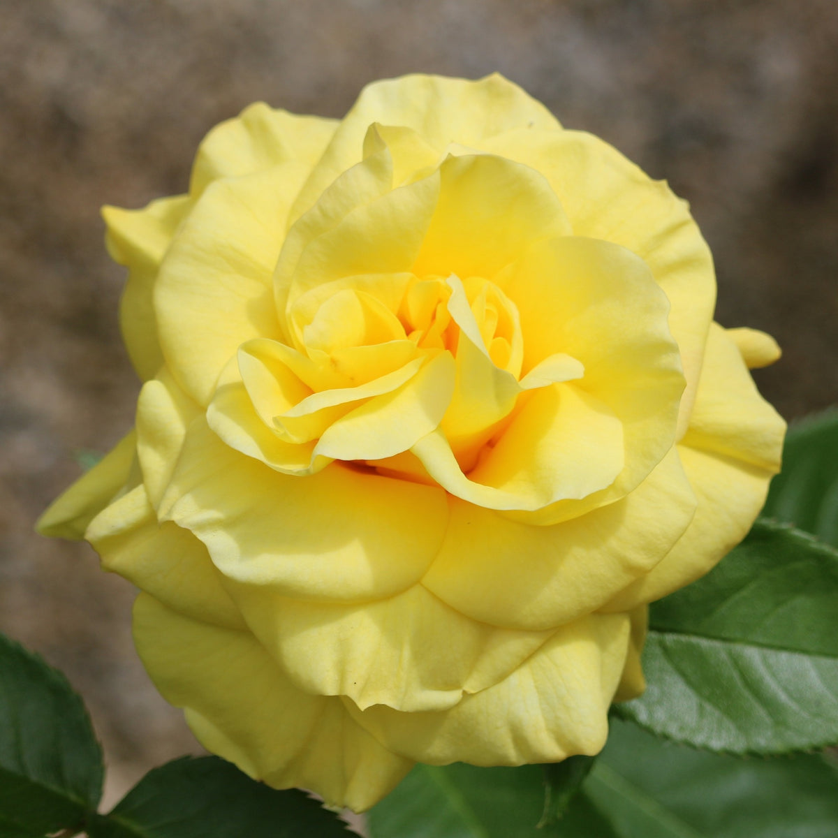 Rosier à massif jaune - Bakker