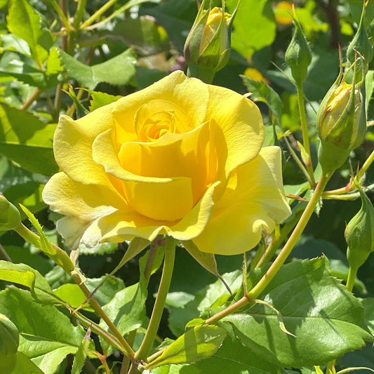 Rosier grimpant jaune - Bakker