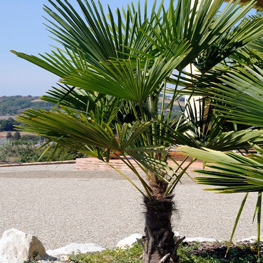 Palmier chanvre du Chusan nain - Bakker