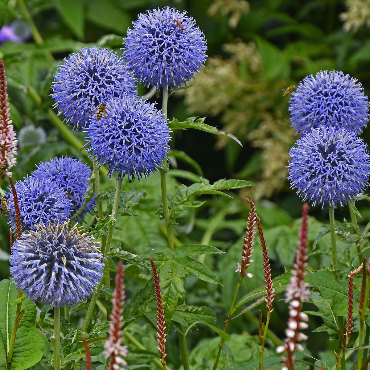 Boules azurées Veitchs Blue - Echinops ritro Veitch's Blue - Bakker
