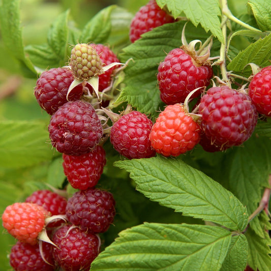 Bakker - Framboisier remontant Autumn First - Rubus idaeus autumn first - Fruitiers