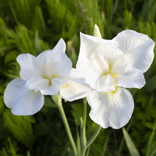 Iris sibirica Swans in Flight - Bakker