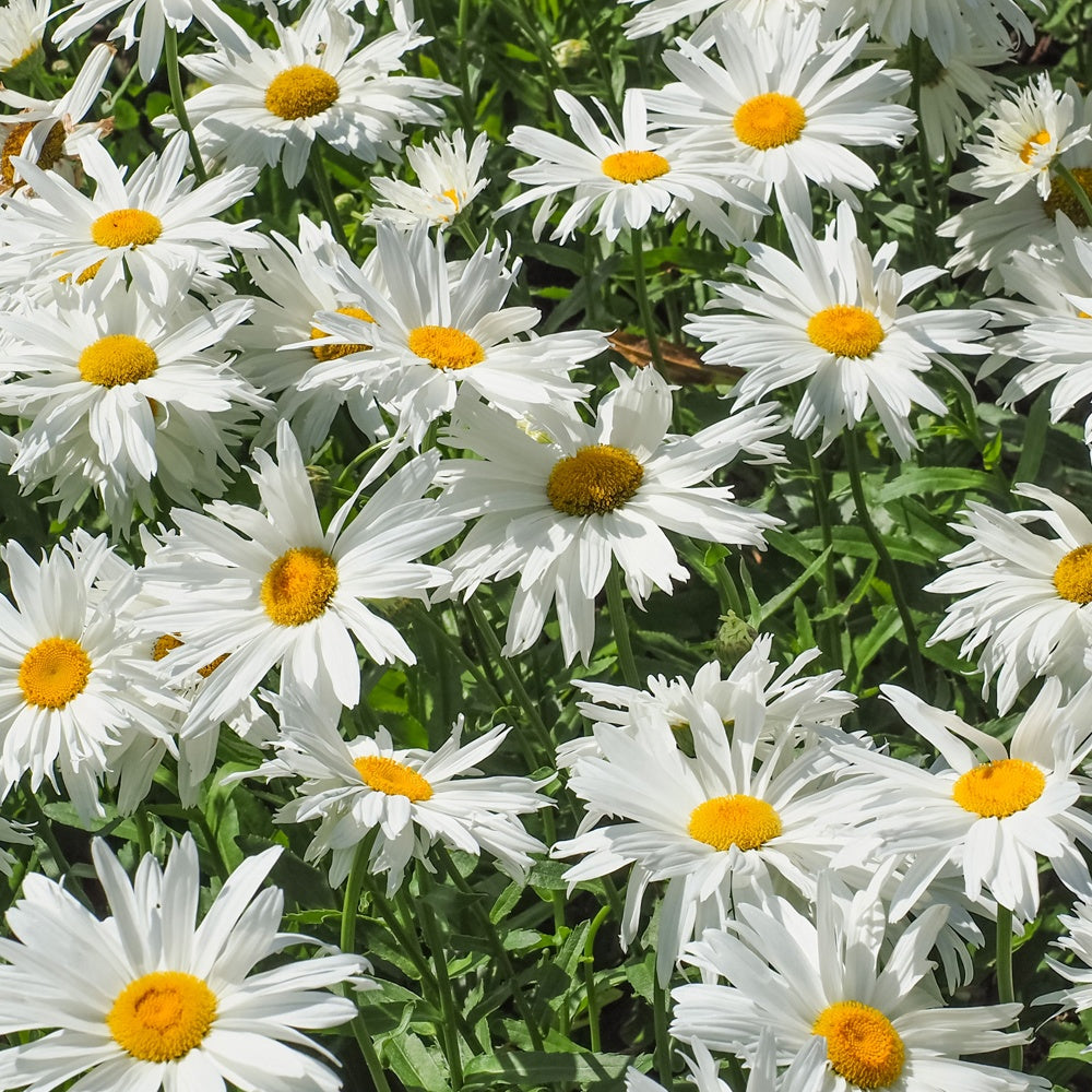 Leucanthème Sweet Daisy Rebecca - Leucanthemum sweet daisy 'rebecca' - Bakker