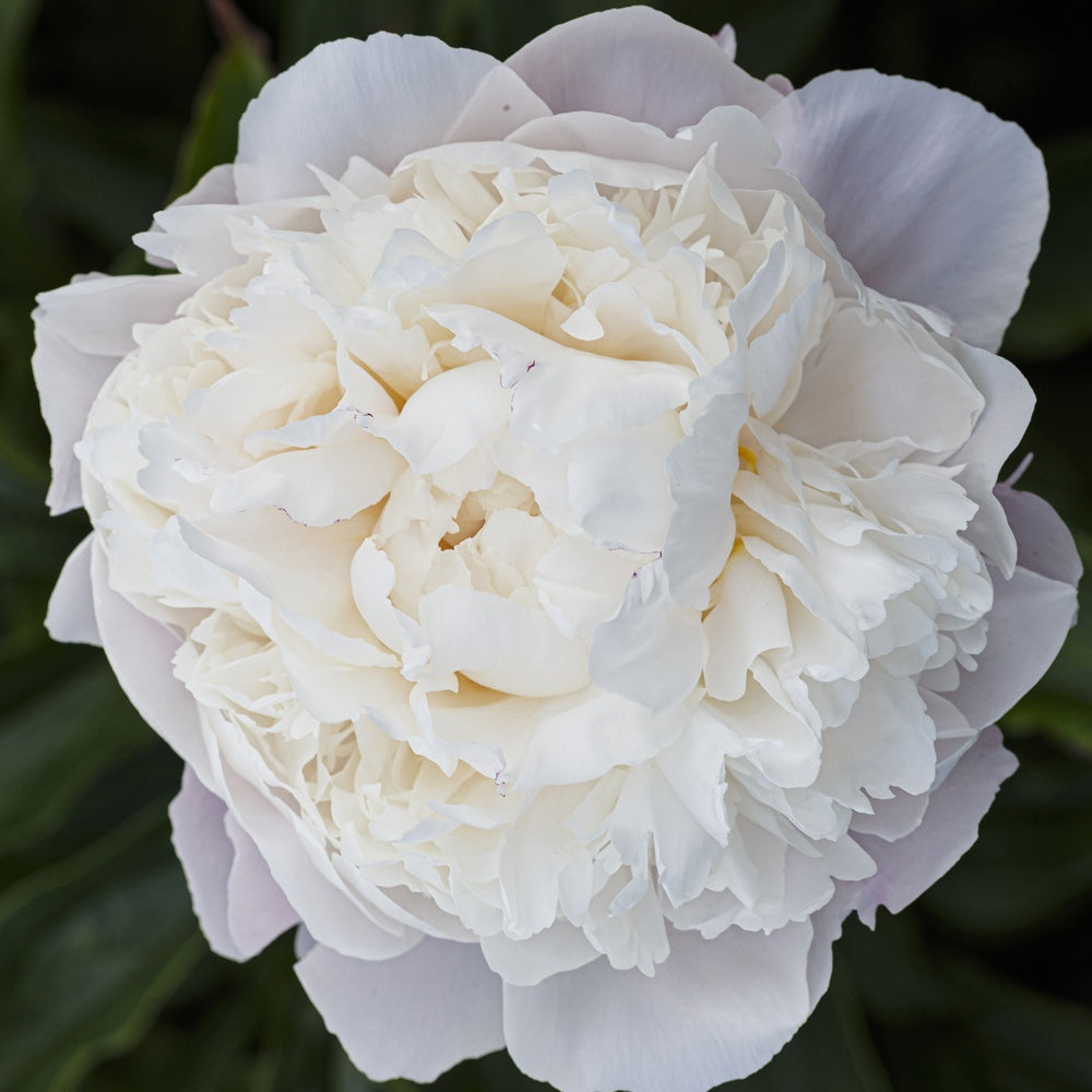 Pivoine lactiflora Fleur de Pêcher - Bakker