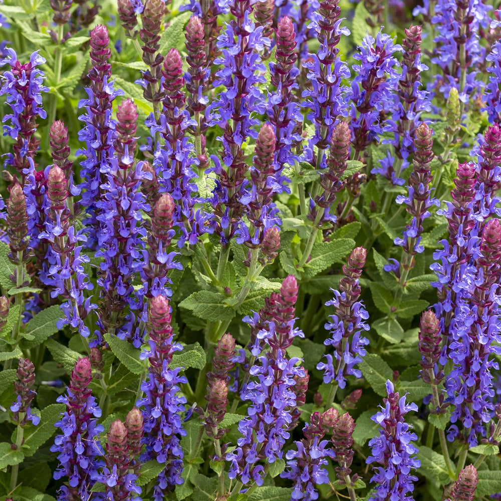 Sauge des bois Sensation Deep Blue | Bakker.com