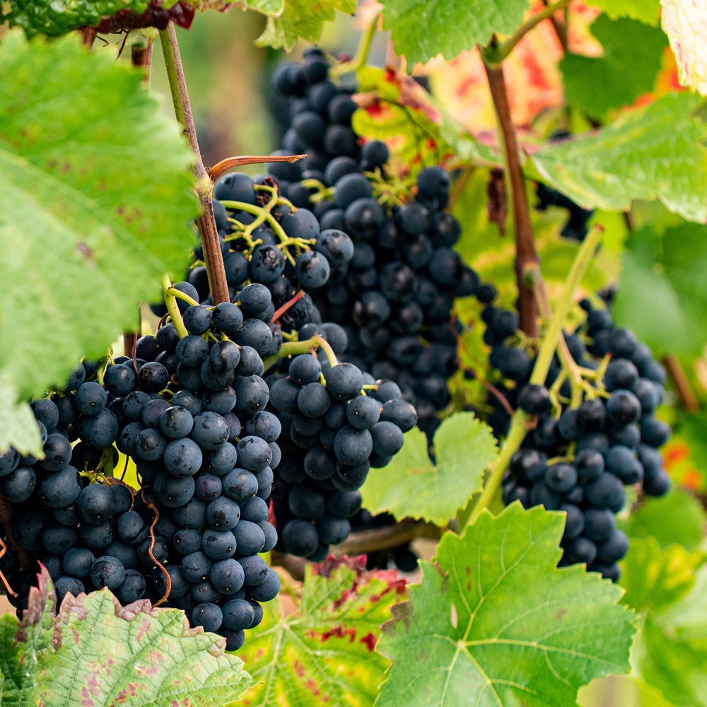 Vigne Regent - Bakker