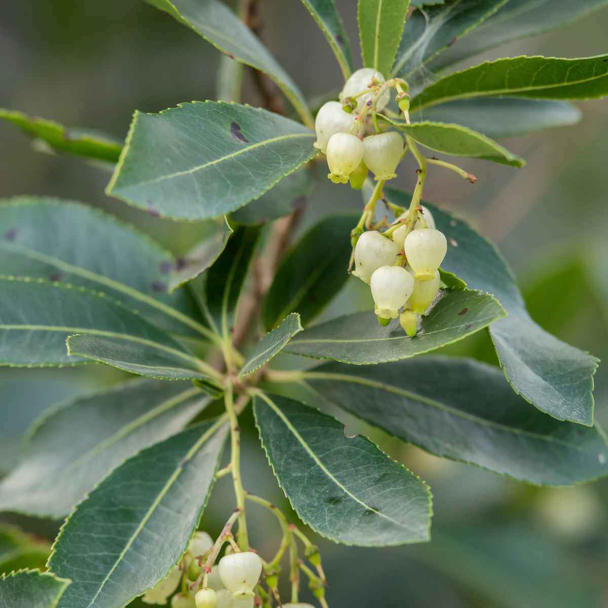 Arbutus unedo Atlantic - Arbousier Atlantic - Autres arbres et arbustes fruitiers