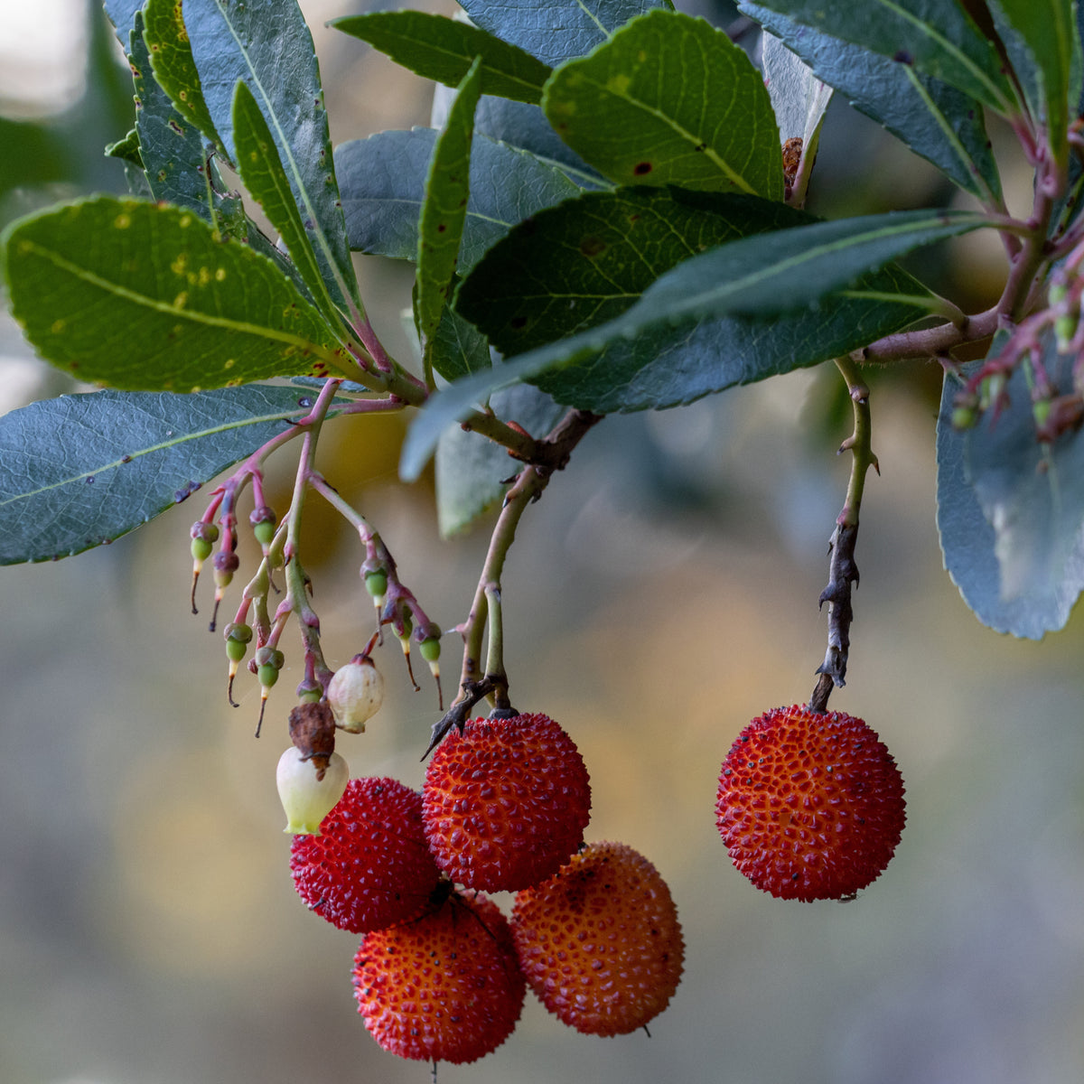 Arbutus unedo 'rubra' - Arbousier Rubra - Autres arbres et arbustes fruitiers