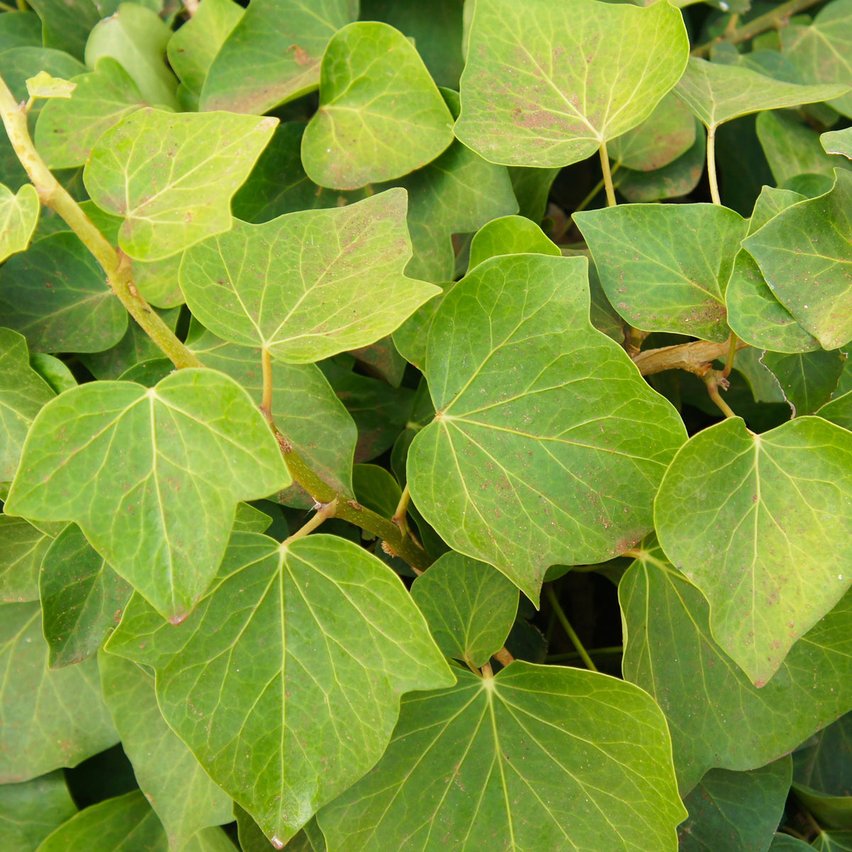 Lierre couvre-sol d'Alger - Hedera algeriensis Alger - Bakker