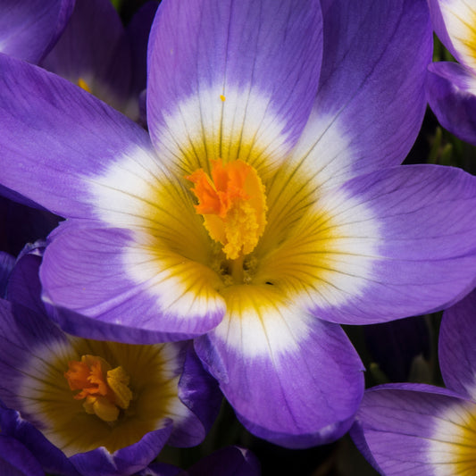 10 Crocus sublime Tricolor - Bakker