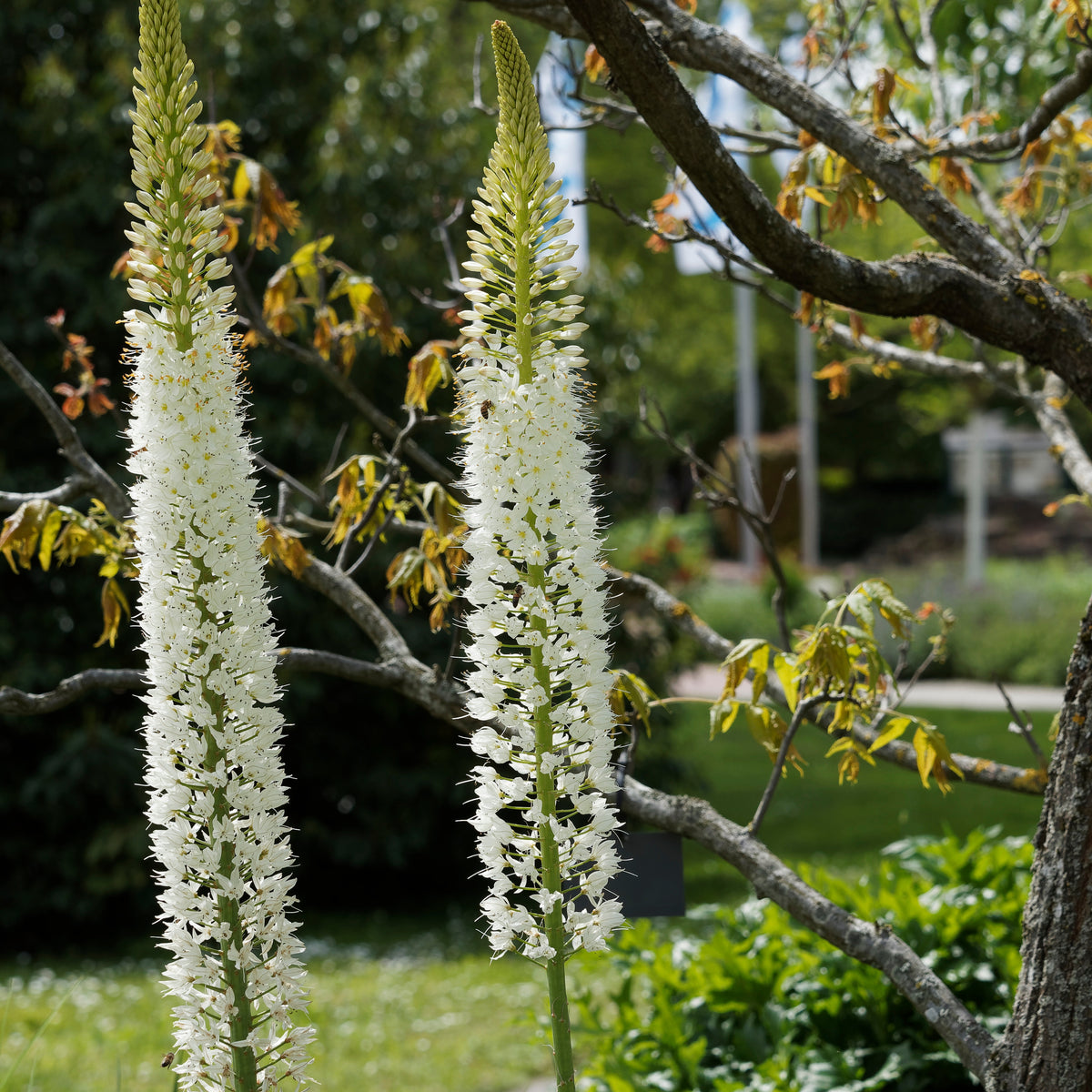 Lis des steppes White Romance - Bakker