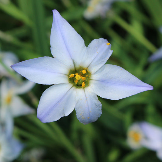 15 Etoiles de printemps Wisley Blue - Bakker