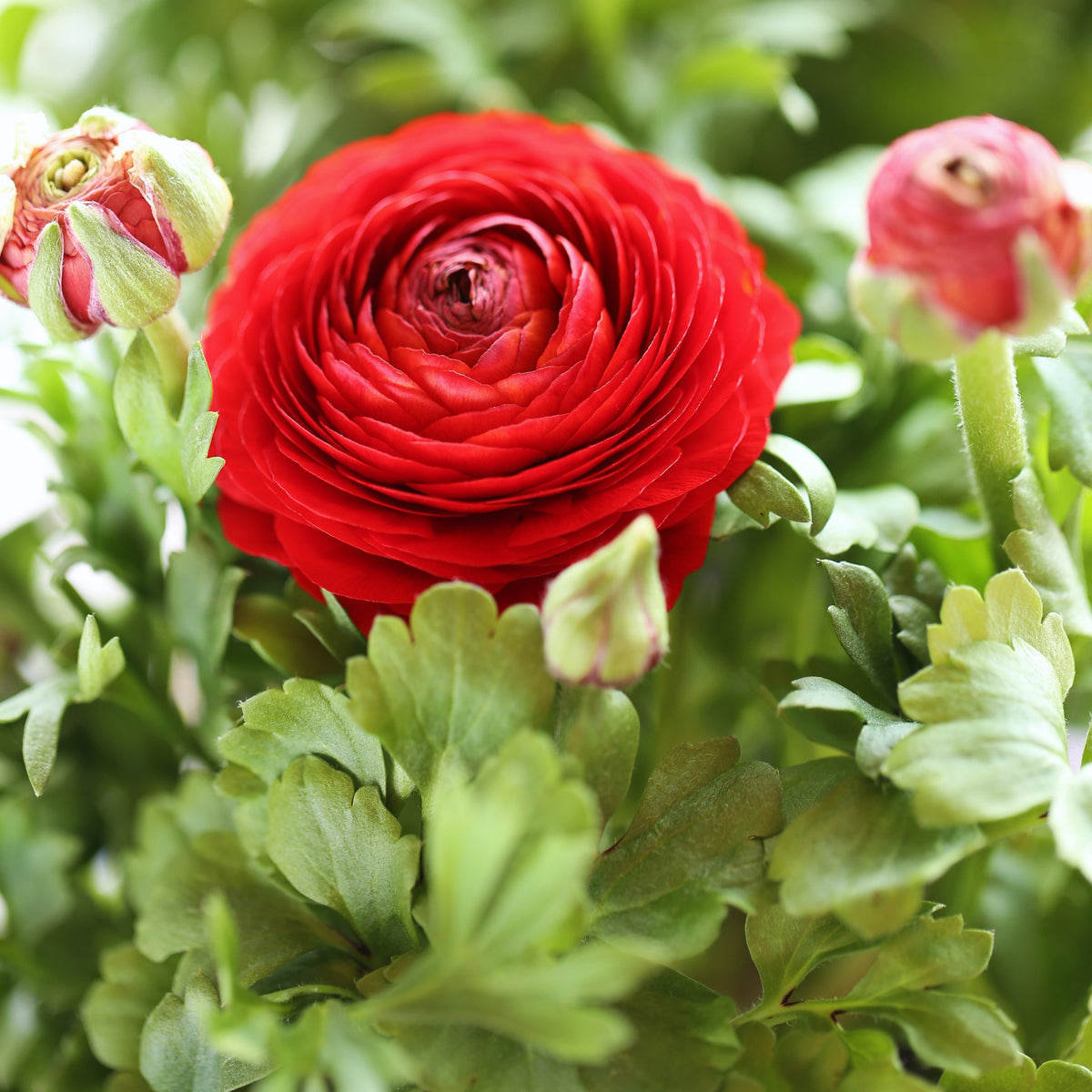 10 Renoncules rouges - Ranunculus red - Bakker