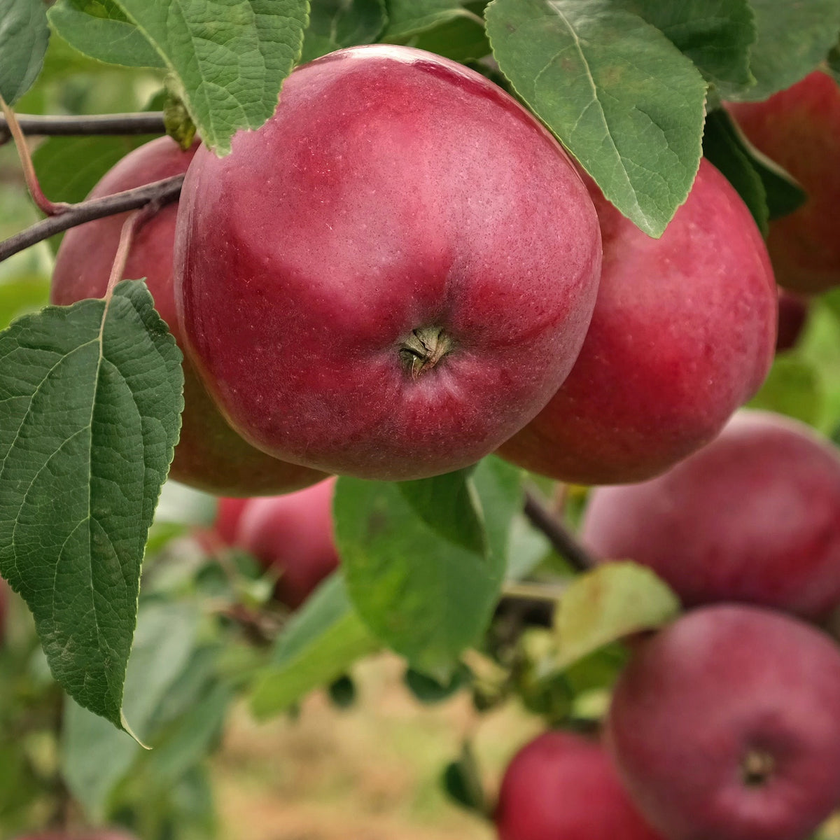 Pommier Marilyn Red - Bakker
