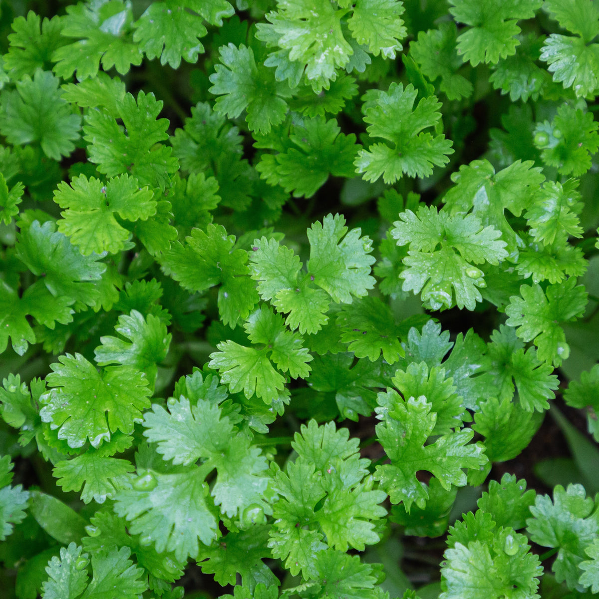 Coriandrum sativum - Plant de Coriandre - Plants d'aromatiques
