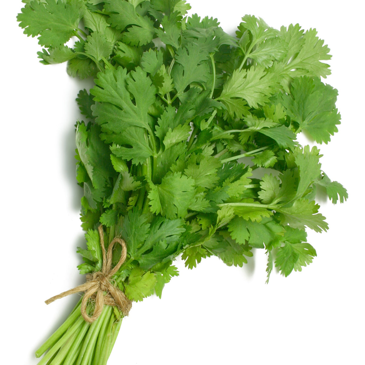 Plant de Coriandre - Coriandrum sativum - Bakker