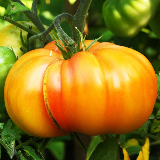 3 Plants de Tomate Ananas - Bakker