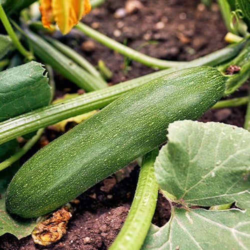 Courgette Storr's Green F1 - Cucurbita pepo storr's green f1 - Bakker
