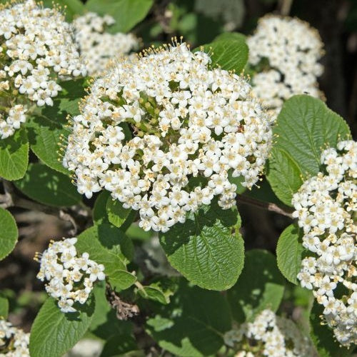 Viorne lantane - Viburnum lantana - Bakker