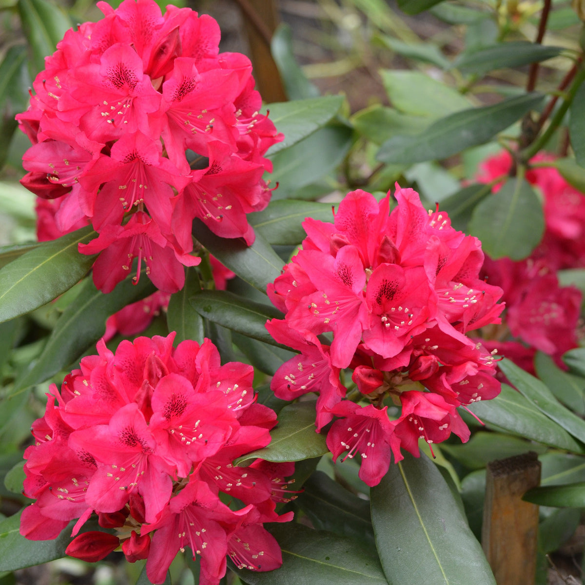 Rhododendron Nova Zembla - Rhododendron Nova Zembla - Bakker