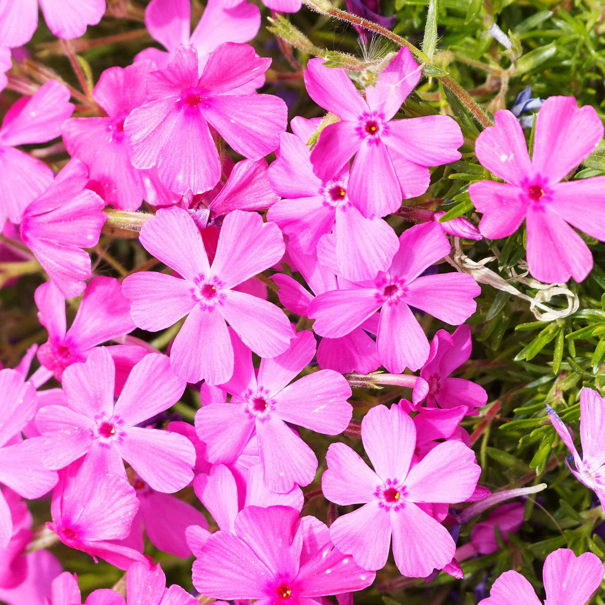 3 Phlox mousse rose pâle - Phlox subulata McDaniel's Cushion - Bakker