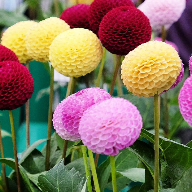 Dahlia - 5 Dahlias pompons colorés en mélange - Bulbes de Dahlia