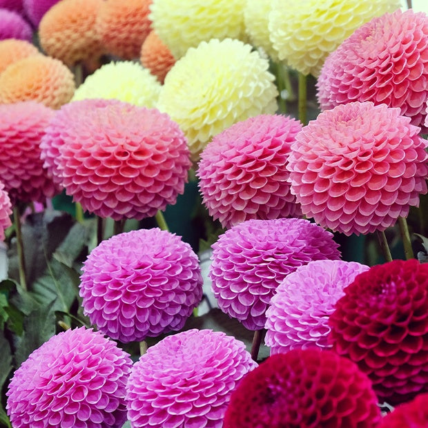 Bulbes de Dahlia - 5 Dahlias pompons colorés en mélange - Dahlia