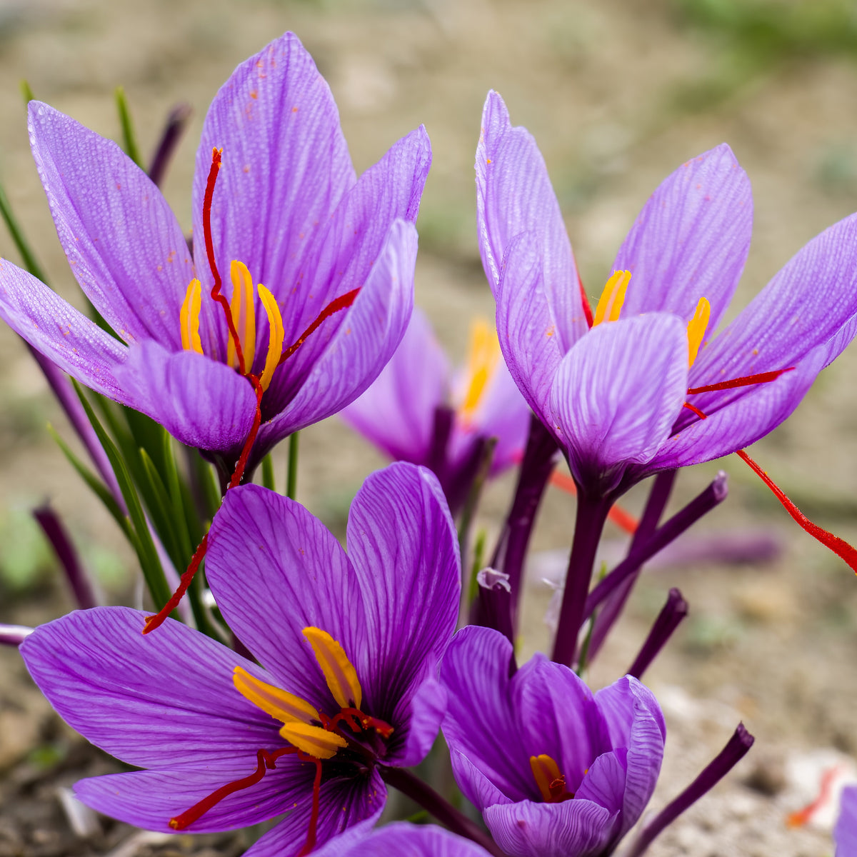 10 Crocus safran - Crocus sativus - Bakker