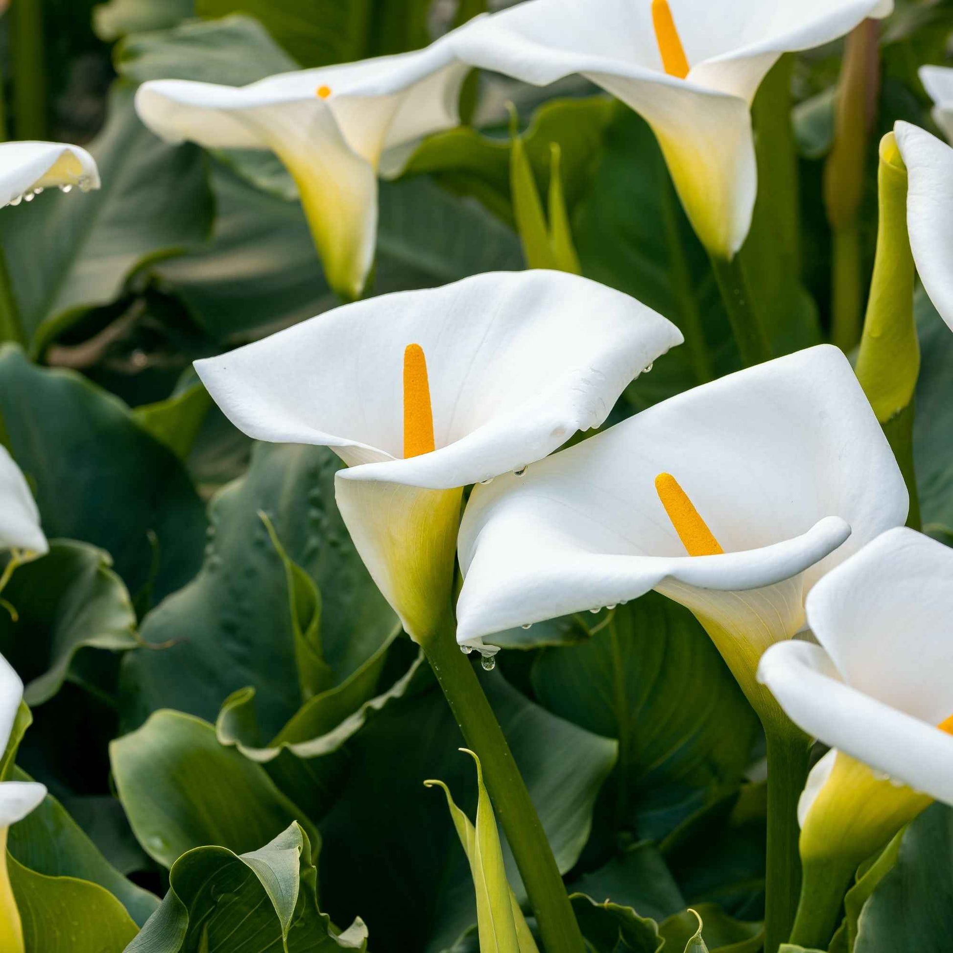 2 Arums blanc d'Ethiopie - Zantedeschia aethiopica - Bakker