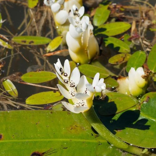 Vanille d'eau - Aponogeton distachyos - Bakker