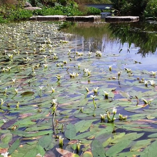Aponogeton distachyos - Vanille d'eau - Toutes les plantes de bassin