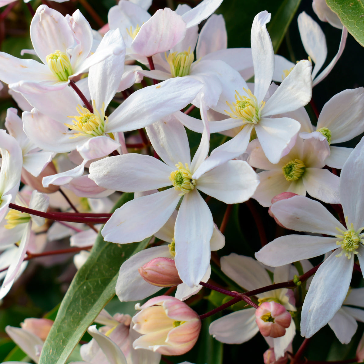 Clématite du Père Armand Apple Blossom - Clematis armandii Apple Blossom - Bakker