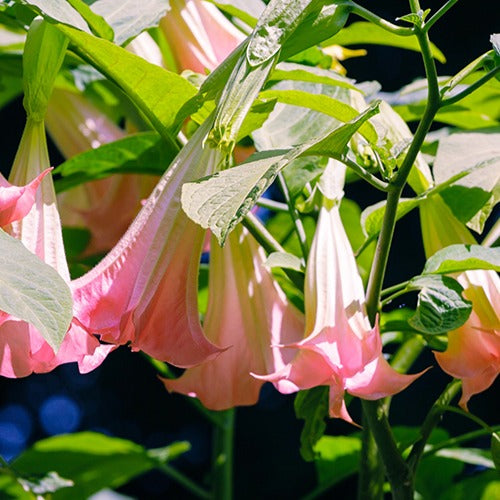 Brugmansia - Trompette des anges 'Tricolor' - Brugmansia - Trompette des anges