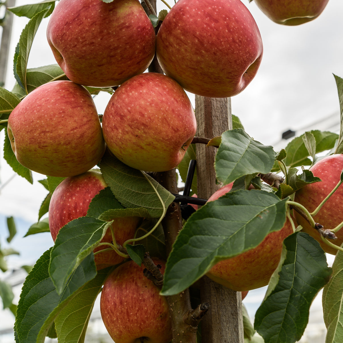 Pommier 'Gala' - Malus domestica Gala - Bakker