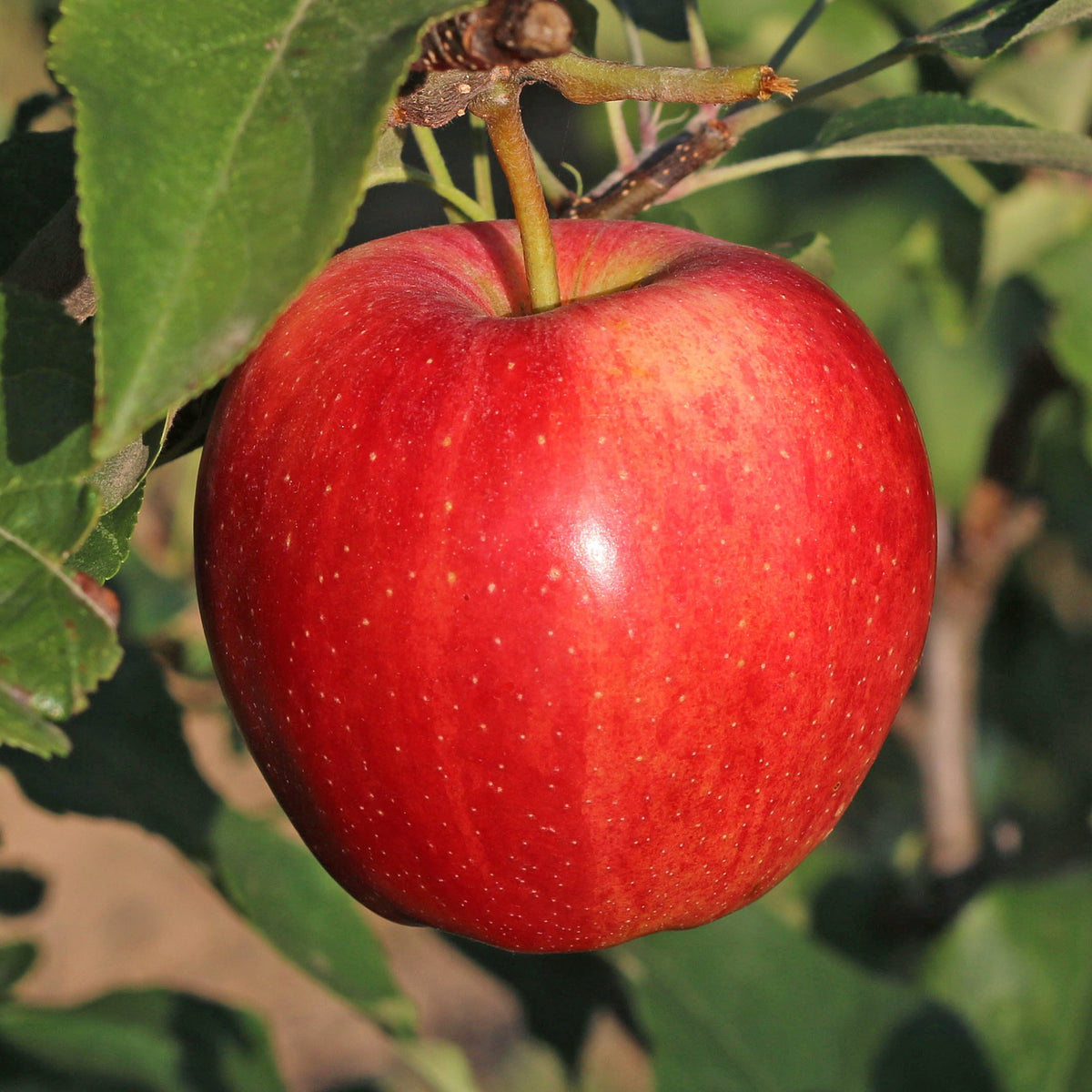 Malus domestica Gala - Pommier 'Gala' - Pommiers