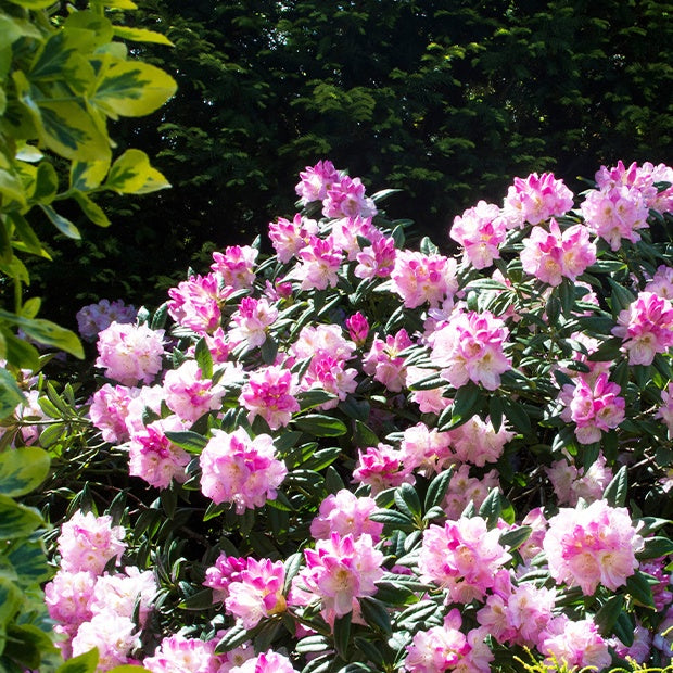 Vente Rhododendron yak 'Doc' - Rhododendron yakushimanum Doc