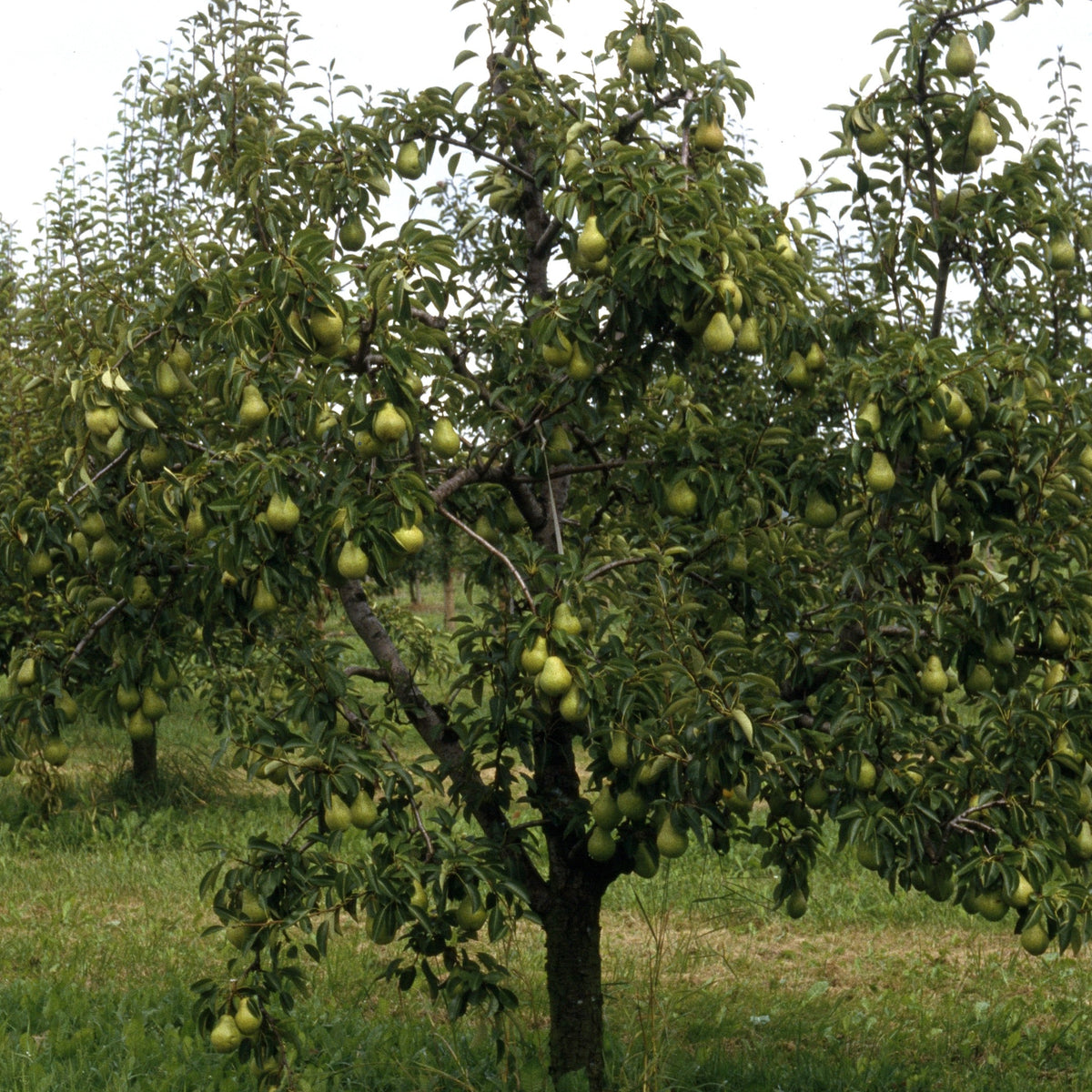Vente Poirier 'Williams' - Pyrus communis William's ('bon chrétien')