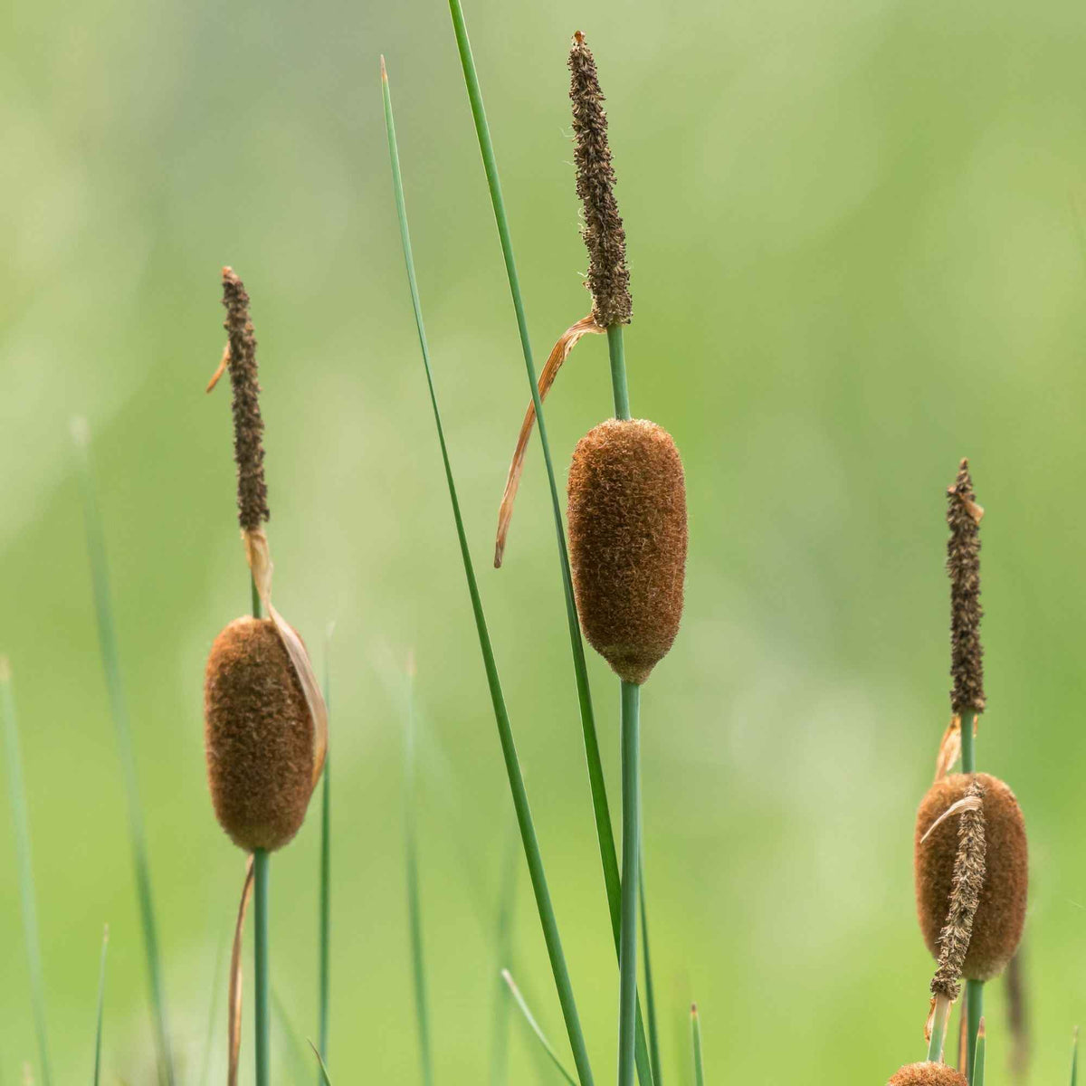 Massette naine - Typha minima - Bakker