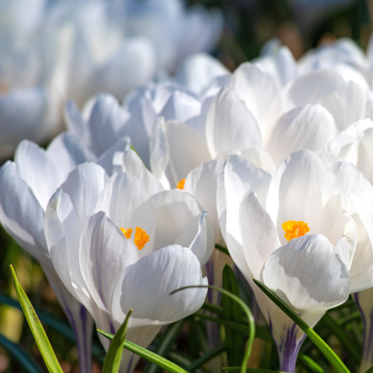 15 Crocus Jeanne d'Arc - Crocus vernus jeanne d'arc - Bakker