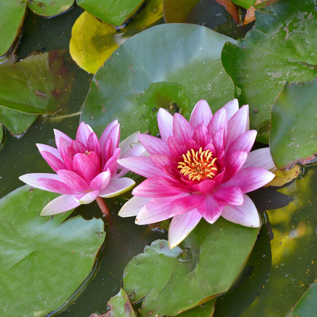 Nénuphar 'Escarboucle' - Nymphaea escarboucle - Bakker