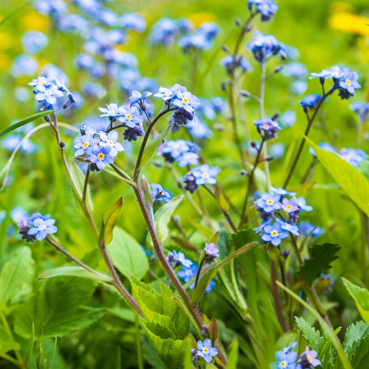 Myosotis palustris - Myosotis des marais - Myosotis