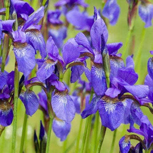 Iris de Sibérie - Iris sibirica - Bakker