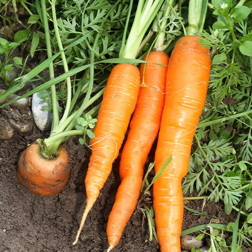 Carotte d'été 'Nantes 2' - Daucus carota nantaise améliorée 2 race forto - Bakker