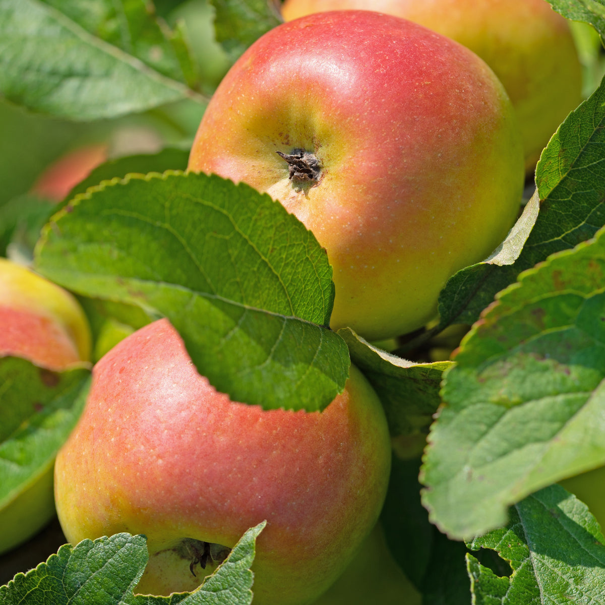 Pommiers - Pommier Reine des Reinettes - Malus domestica Reine des Reinettes