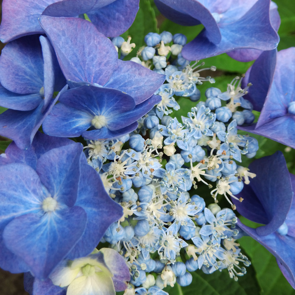 Hortensia macrophylla - Hortensia 'Teller blue' - Hydrangea macrophylla teller blue