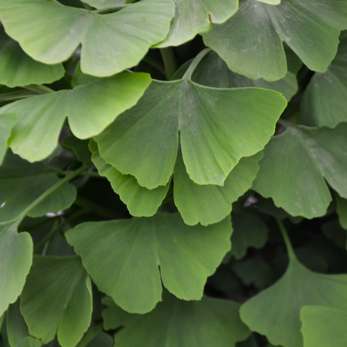 Arbre aux 40 écus - Ginkgo biloba - Ginkgo biloba - Bakker
