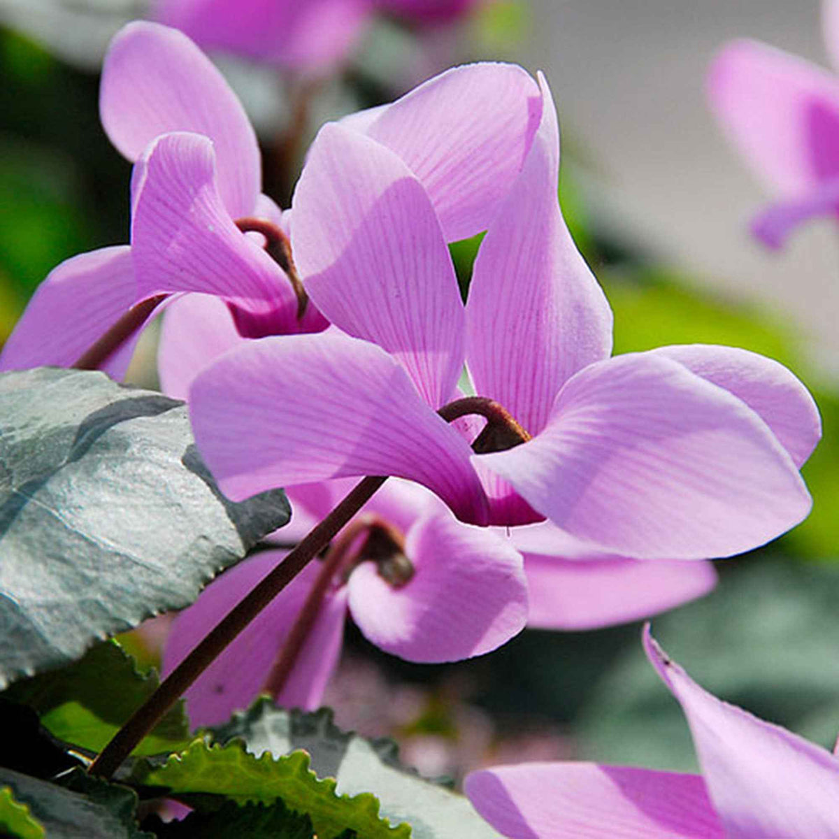 3 Cyclamens de Naples rose - Cyclamen hederifolium - Bakker